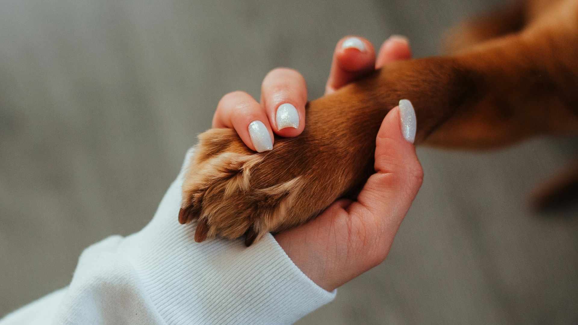 perro dando la pata